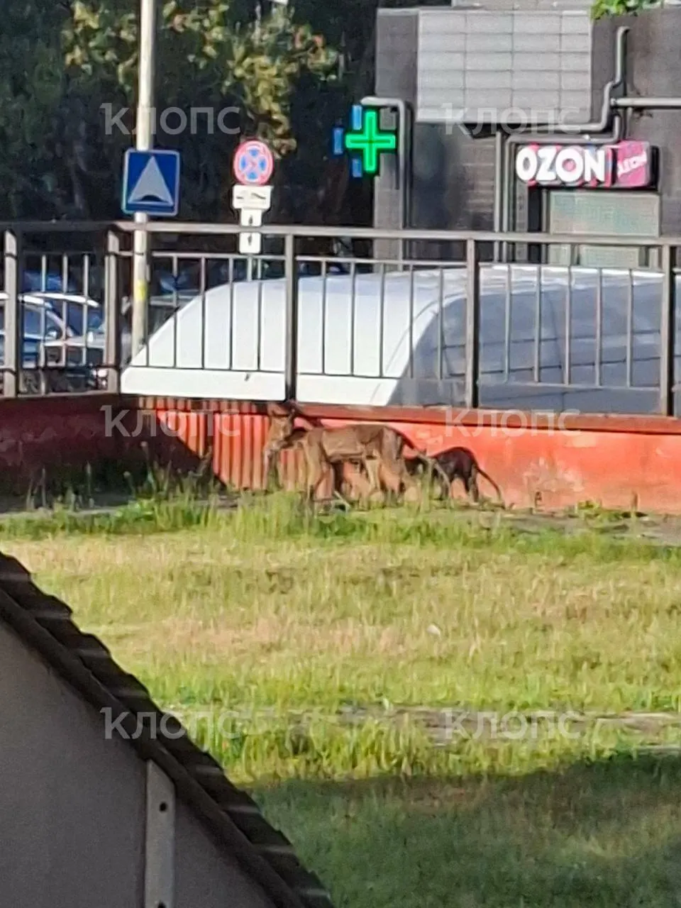 В Калининграде во дворе нового жилого комплекса на месте бывших садов обитает лиса в плохом состоянии — зверь лишён шерсти и не уходит с территории, жители просят помощи.