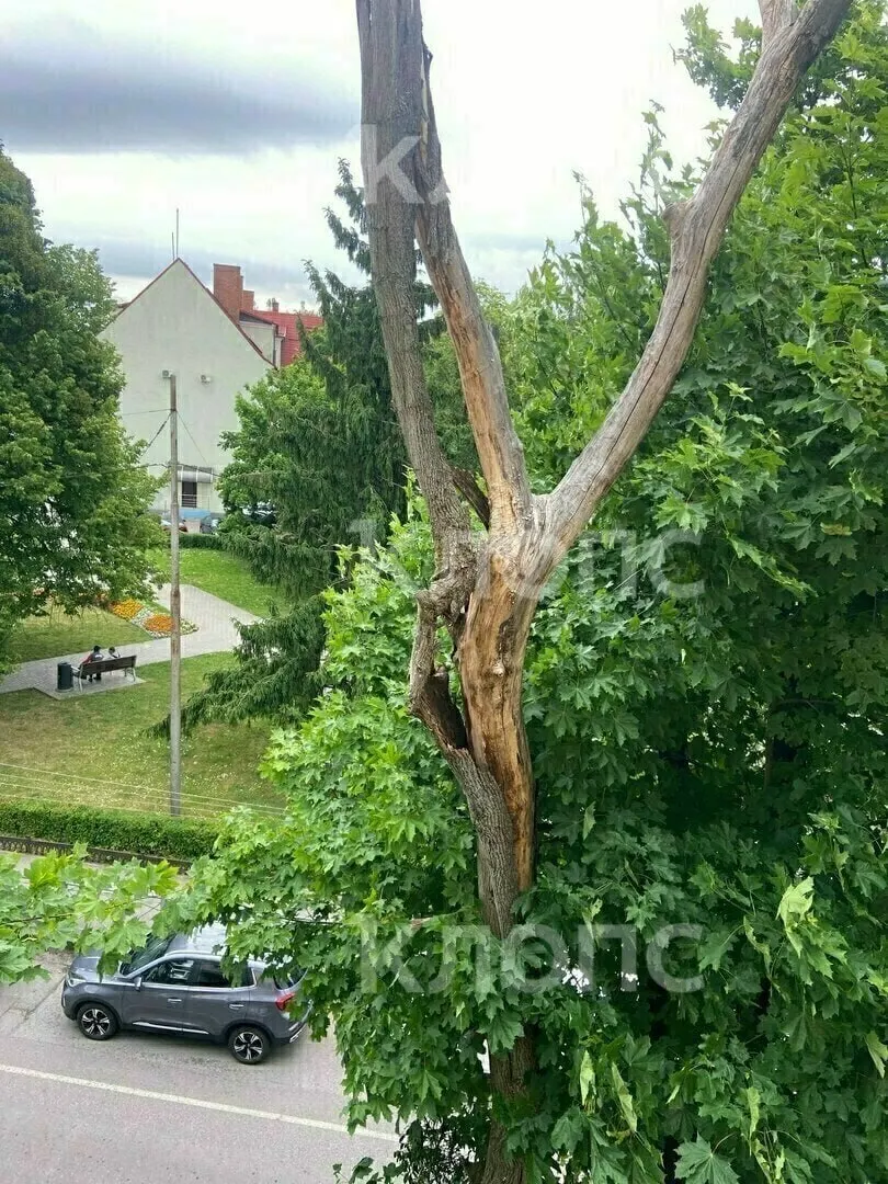 У дома на улице Коммунальной кусок коры от высохшего дерева навис над тротуаром. После бездействия управляющей компании местный житель самостоятельно снял опасные фрагменты удочкой.