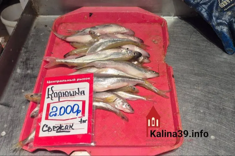 Жители Калининградской области жалуются, что рыба, яйца и другие продукты местного производства стоят не ниже столичных цен, а по отдельным позициям даже дороже, несмотря на более низкие доходы в регионе.