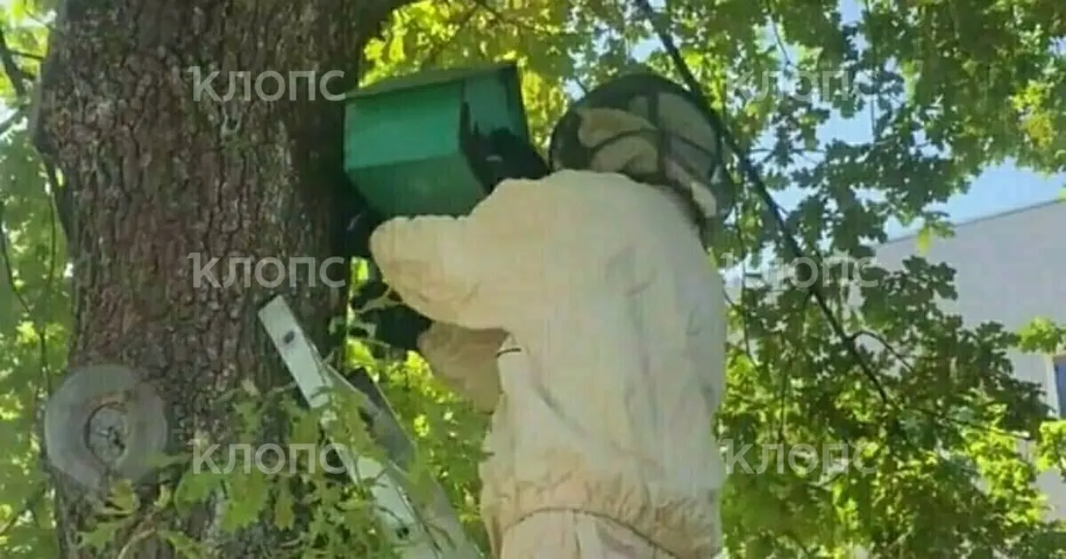В школе №11 в микрорайоне Чкаловск на территории учебного заведения обнаружили рой пчёл в пустующем скворечнике. Спасатели сняли улей и передали насекомых пасечникам.