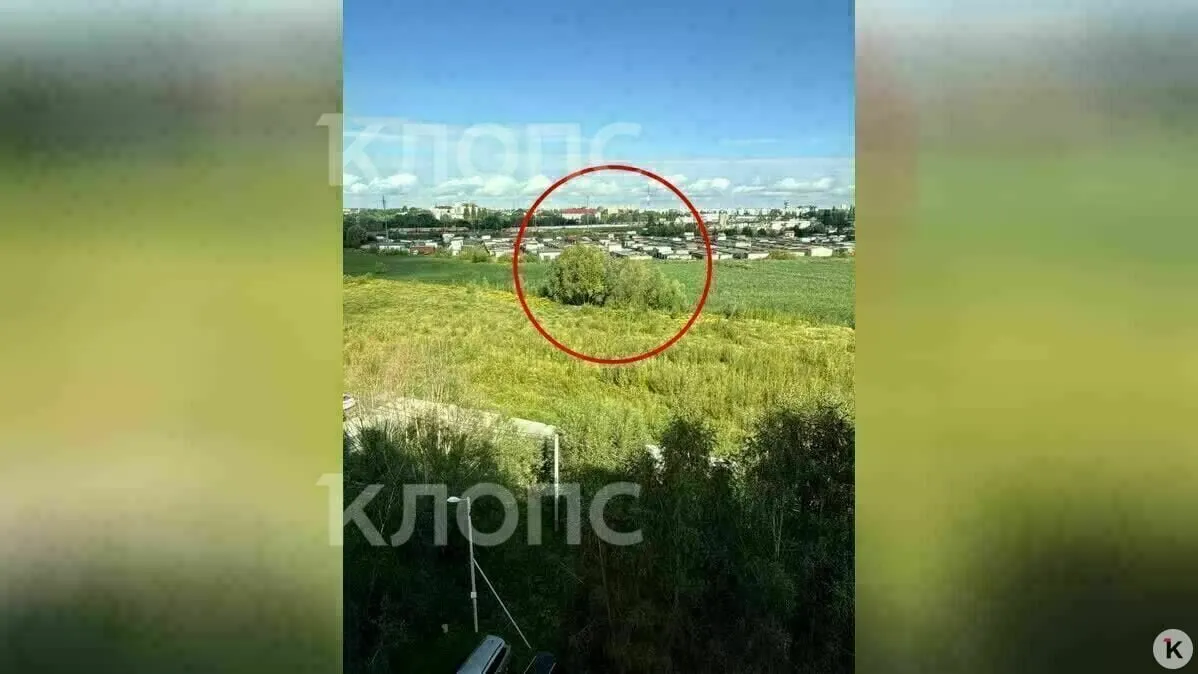 На пустыре под Калининградом нашли тело молодого человека. Назначена судебно-медицинская экспертиза, ведется следствие.