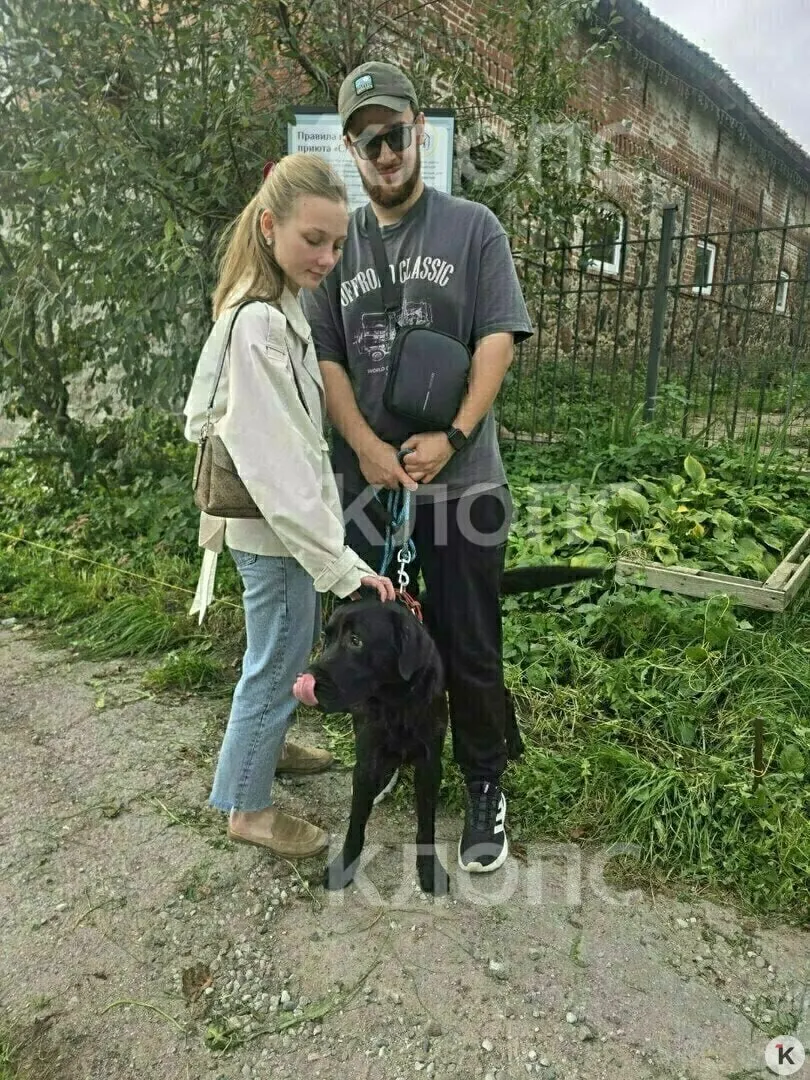 Лабрадор по кличке Царь, прибывший в калининградский приют, спустя месяц нашёл новый дом у ответственных владельцев.