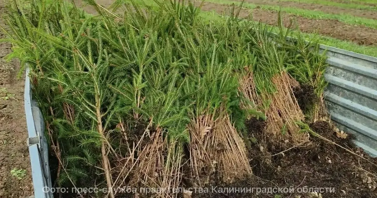 Осенний этап лесовосстановления пройдёт на площади свыше 15 гектаров и реализуется в рамках нацпроекта «Экологическое благополучие».