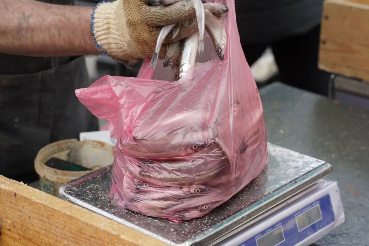 Специалисты считают, что разливы в Финском заливе носили локальный характер и вряд ли затронули промысловую корюшку; окончательно исключить загрязнение поможет лабораторная проверка.