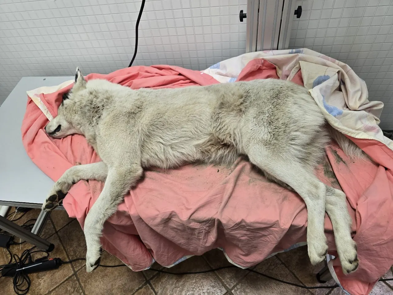 Под Выборгом волонтёры спасли двух собак с дробовыми ранениями и организовали сбор средств; животных доставили в ветеринарную клинику, по факту обратились в полицию.