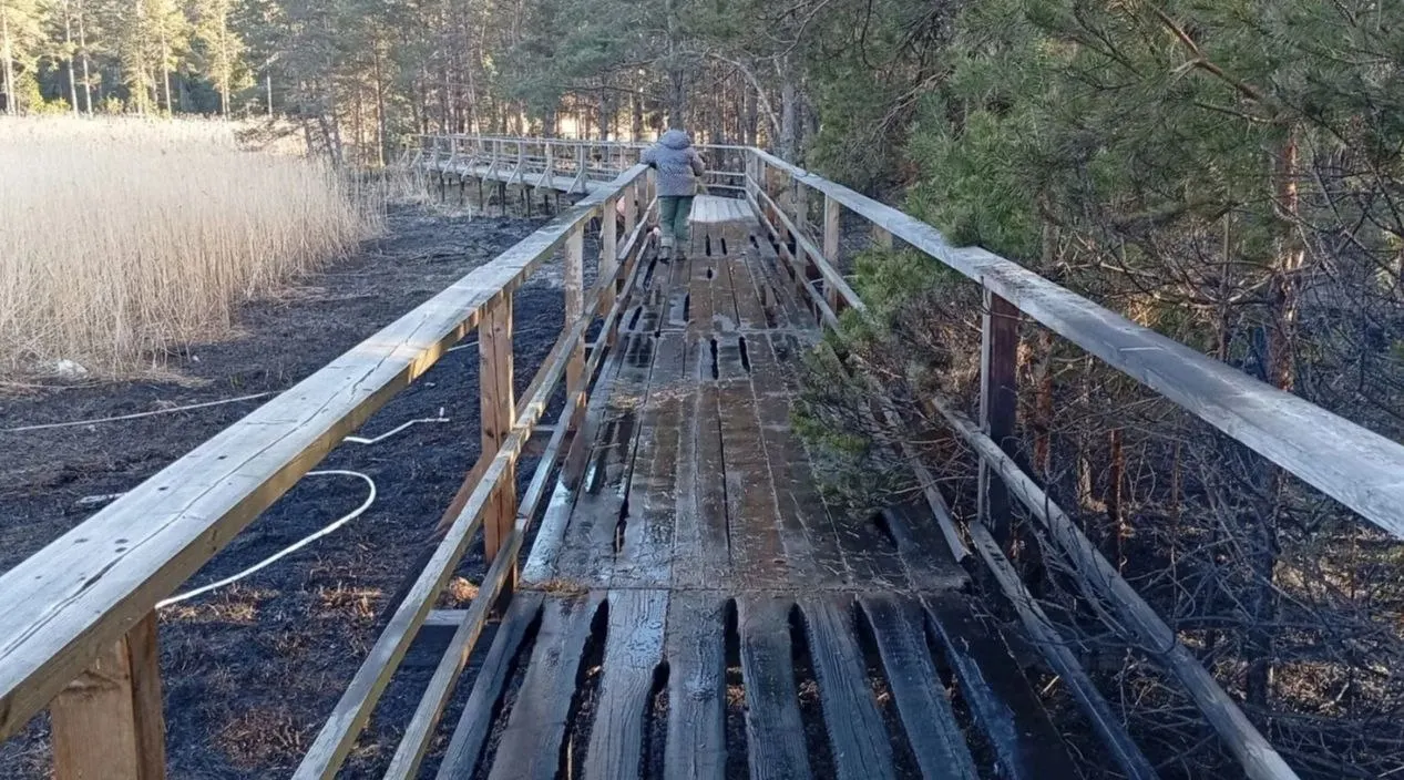 В Кингисеппском районе Ленинградской области зафиксировали пожар и следы нефтепродуктов на берегу Кургальского заказника; власти связывают происшествия с поджогом травы и атаками беспилотников по нефтяным объектам.