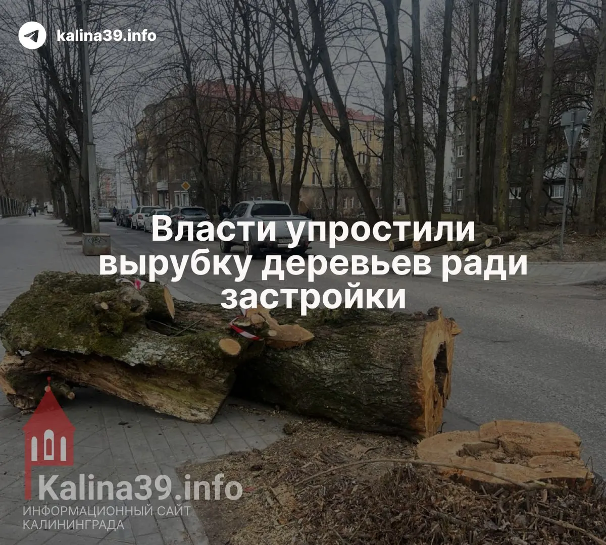 В&nbsp;Калининграде упростили вырубку деревьев ради&nbsp;застройки