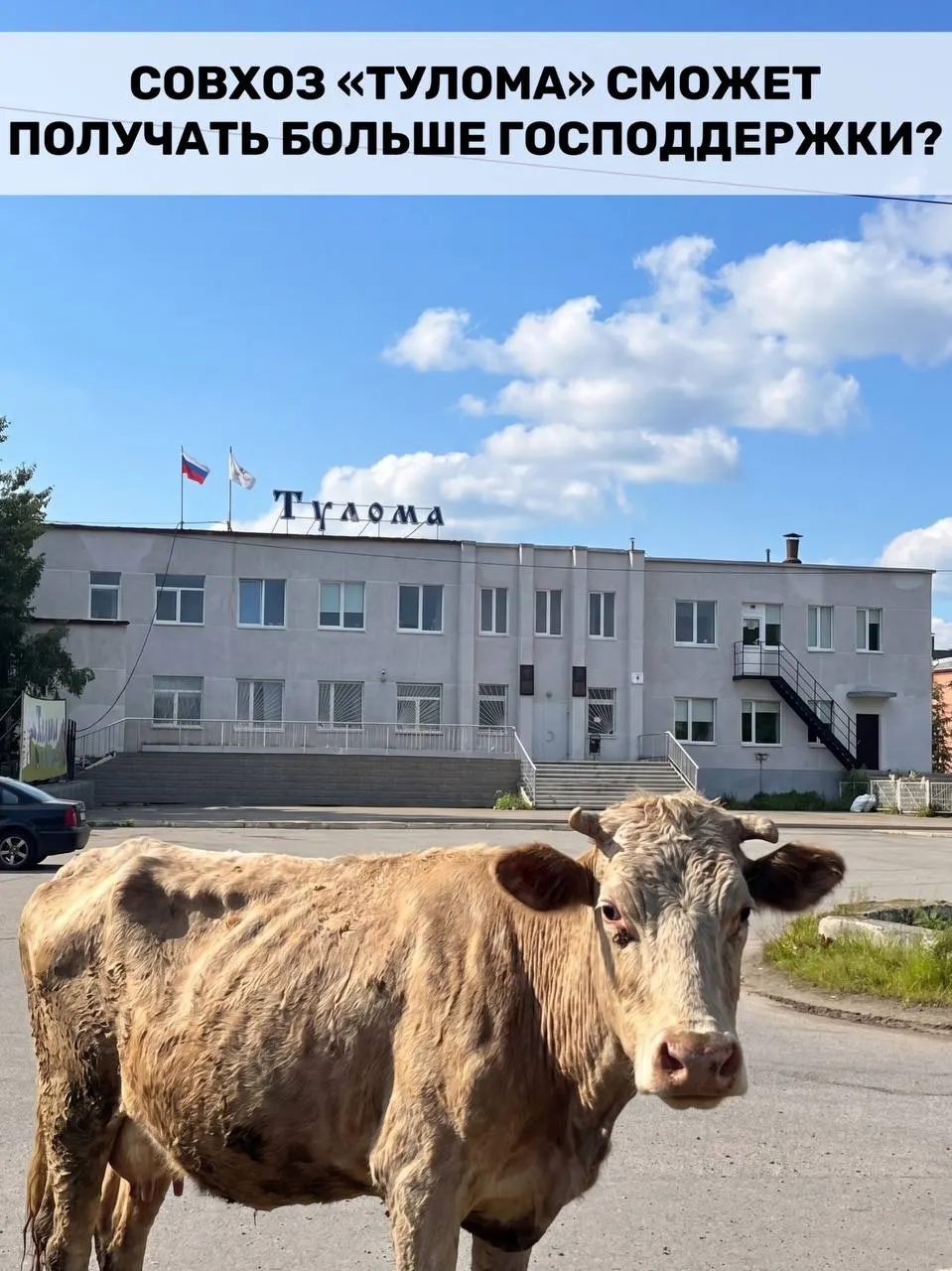 Федеральные критерии получения субсидий для молочно-товарных предприятий расширили: теперь участие государства или муниципалитета свыше 25% не исключает поддержку. Для регионов с крупными госпредприятиями, в том числе Мурманской области, это может стать важной помощью на фоне проблем на отдельных фермах.