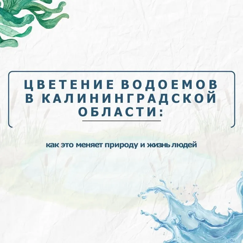 Сине‑зелёное цветение водоёмов в Калининградской области стало серьёзной экологической проблемой: рыба гибнет, вода насыщается токсинами. Почему это происходит и какие простые меры помогают снизить риск.