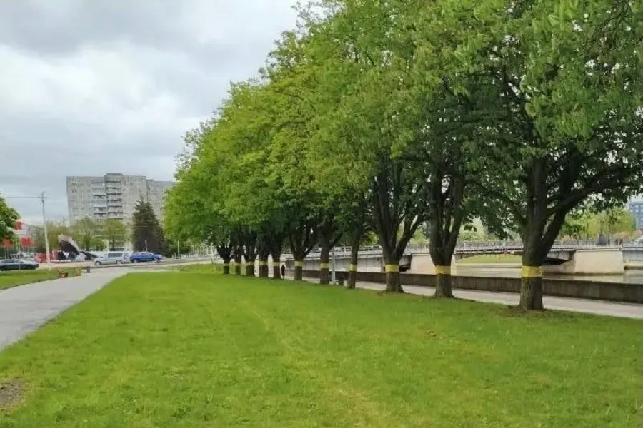 В городе установят ловчие пояса и феромонные ловушки на более чем 1600 каштанах на 60 улицах. Оборудование снимут в конце года для оценки вредоносности и подготовки рекомендаций на 2027 год.