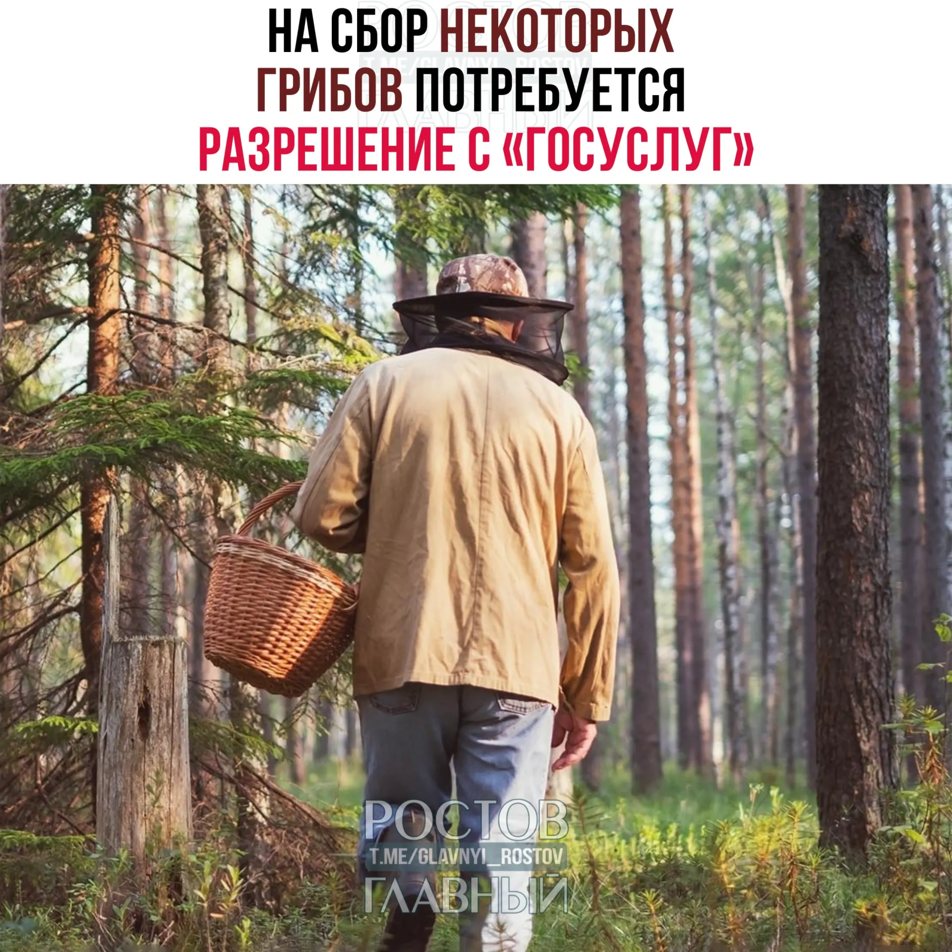 С 1 сентября 2027 года для сбора ряда редких видов грибов вводится обязательное разрешение на портале «Госуслуги». Заявки будут рассматривать до 15 дней; сбор краснокнижных грибов без разрешения повлечёт уголовную ответственность.