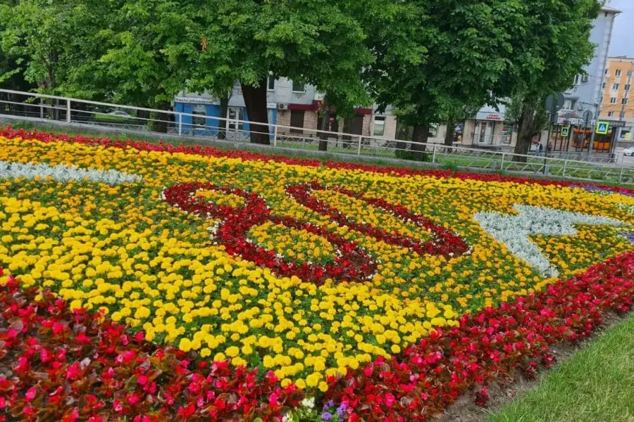 Калининград готовят к Дню города: на 50 клумбах приступили к посадке летней рассады — используют более семи видов растений, в том числе петунию, герань и бальзамин.