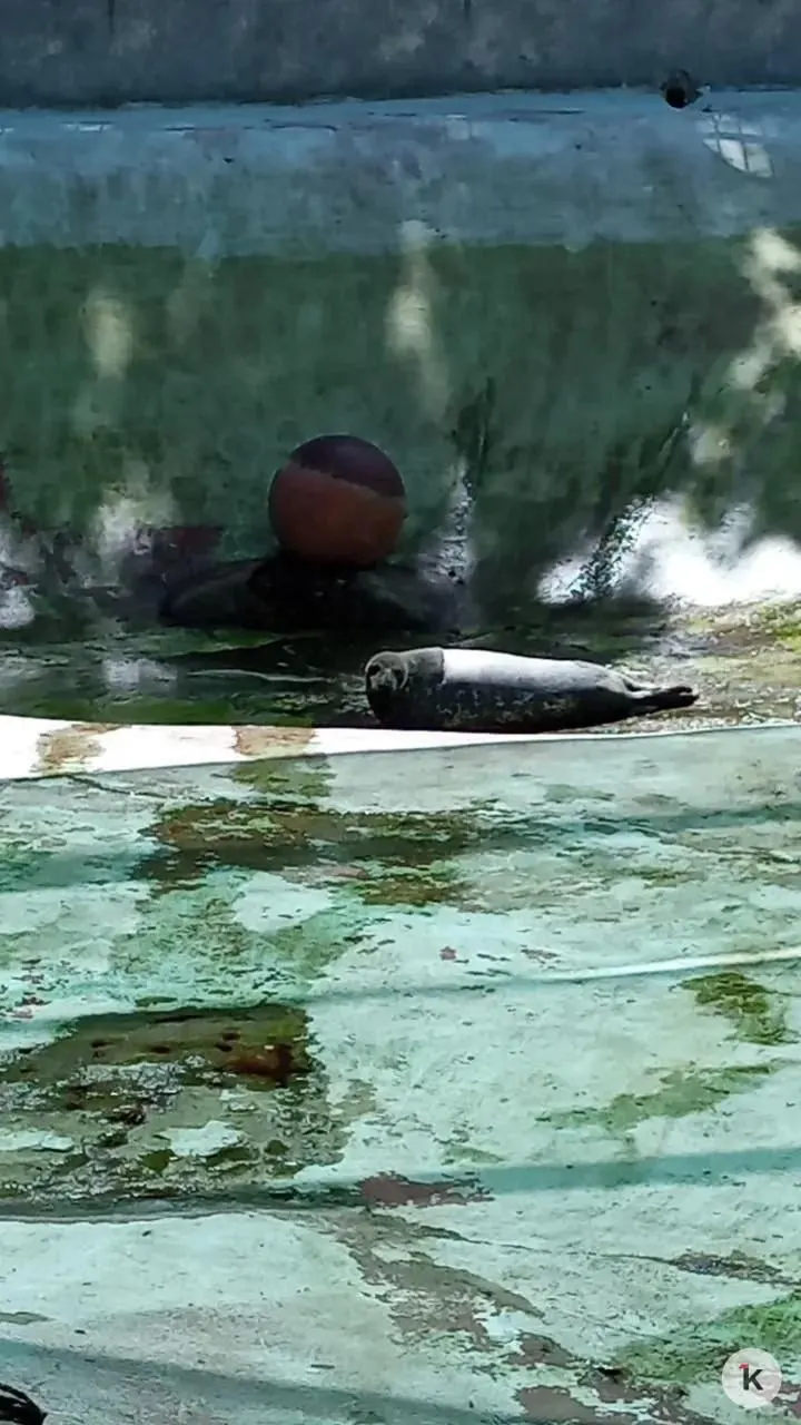 Гости зоопарка обеспокоились отсутствием воды в бассейне тюленей. В администрации пояснили, что это плановая чистка — животным ничего не угрожает, они могут уйти в закрытые помещения или отдыхать на солнце.