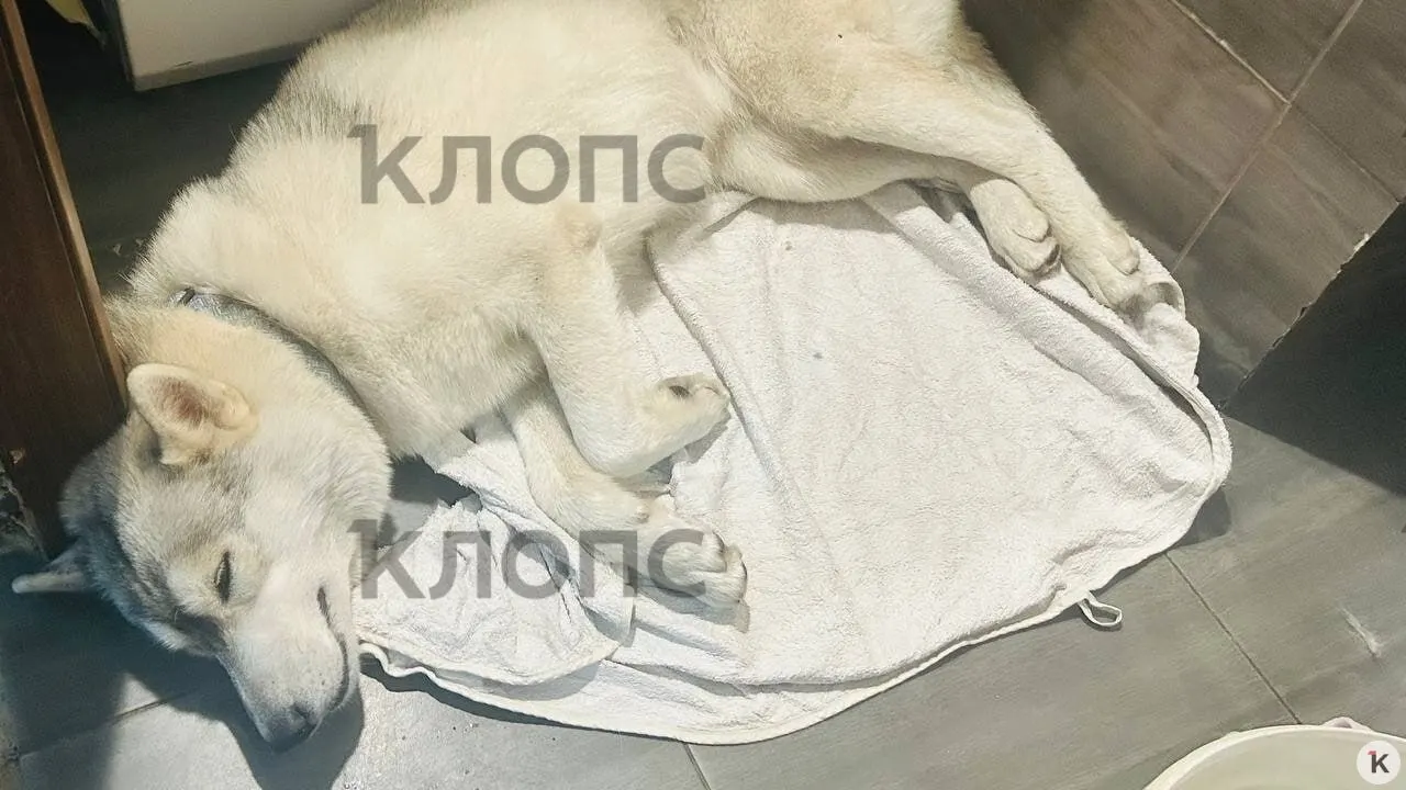 Сибирскую хаски по кличке Ника похитили с прогулки в Зеленоградске. Собаку обнаружили на следующий день в зоомагазине: она была хромой, побитой и истощённой. Владелица обратилась в полицию и просит помощи в розыске.