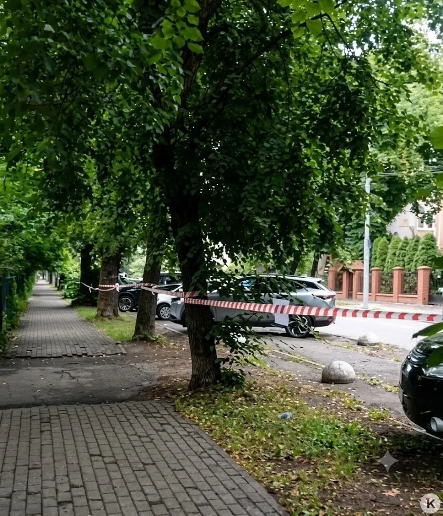 Жители возмущены: семь здоровых лип помечены на снос. В городском реестре деревья указаны как 25–55 лет и в хорошем состоянии; компенсационные посадки соседям не нравятся.