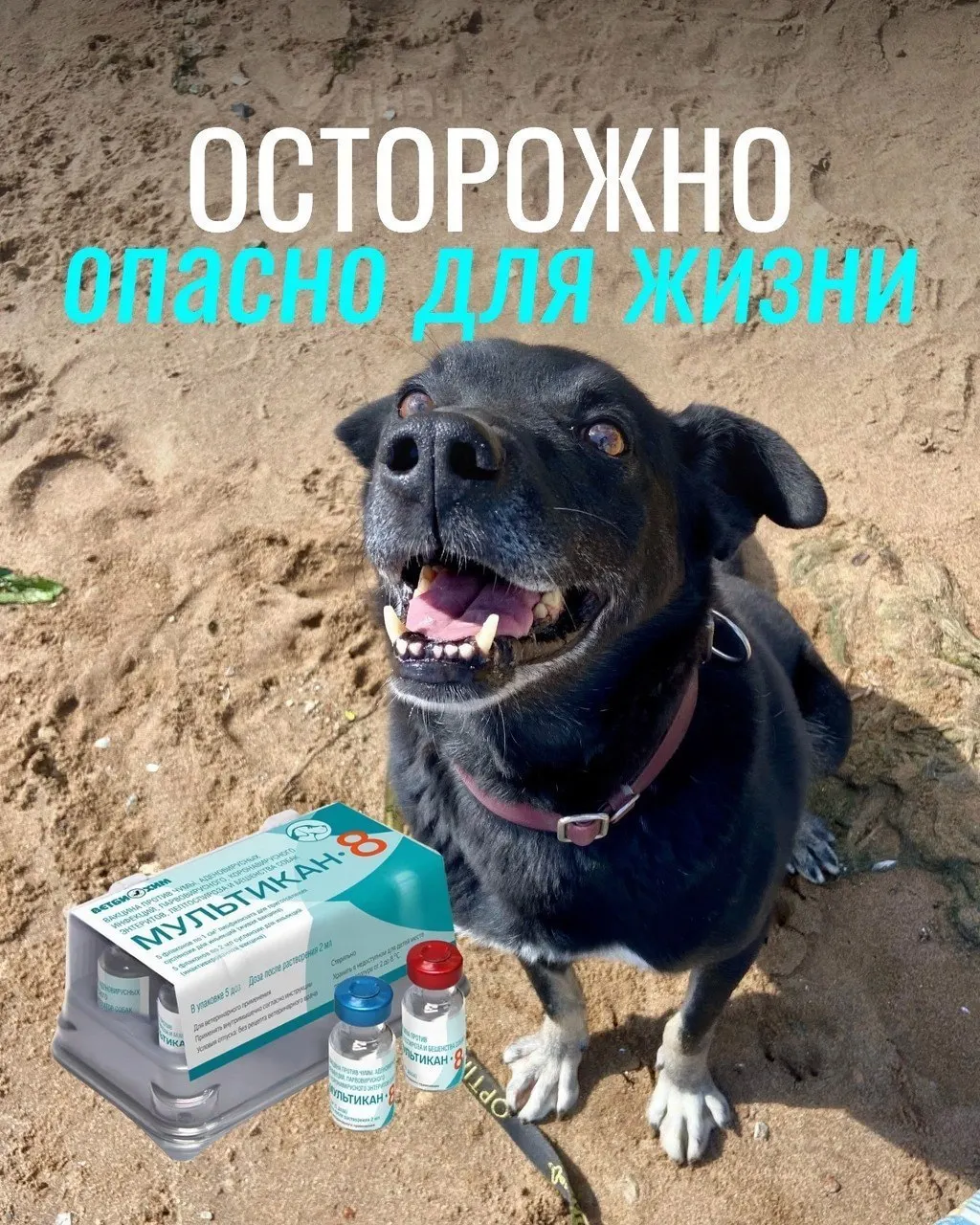 Владельцы собак сообщают о тяжёлых реакциях после прививки: судороги, рвота, диарея и отёки; часть животных погибла.