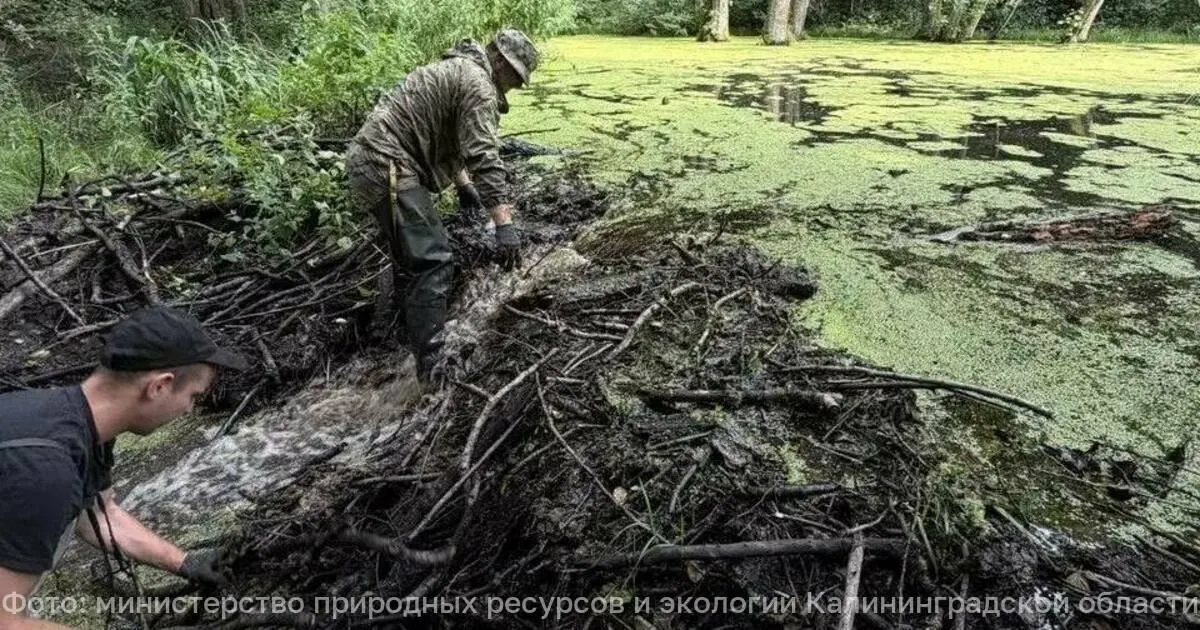 100 сотрудников приняли участие в расчистке и нормализации гидрологического режима в четырёх лесничествах региона.
