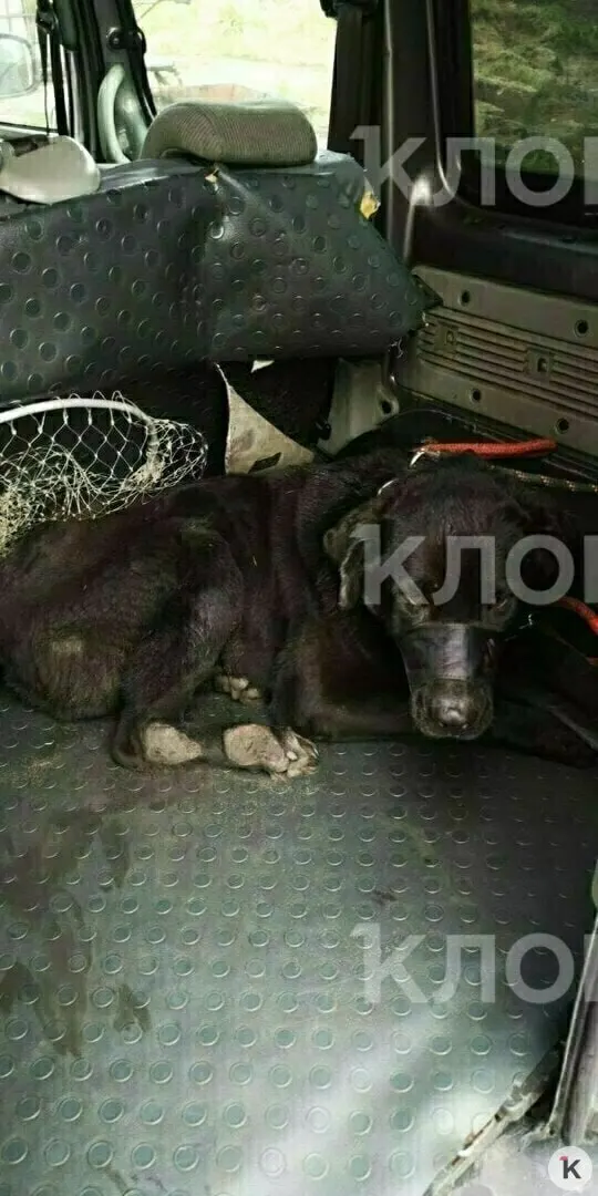 После гибели хозяина пса Балу постигла тяжелая травма; он прошёл сложную операцию и сейчас нуждается в длительном уходе и поддержке.