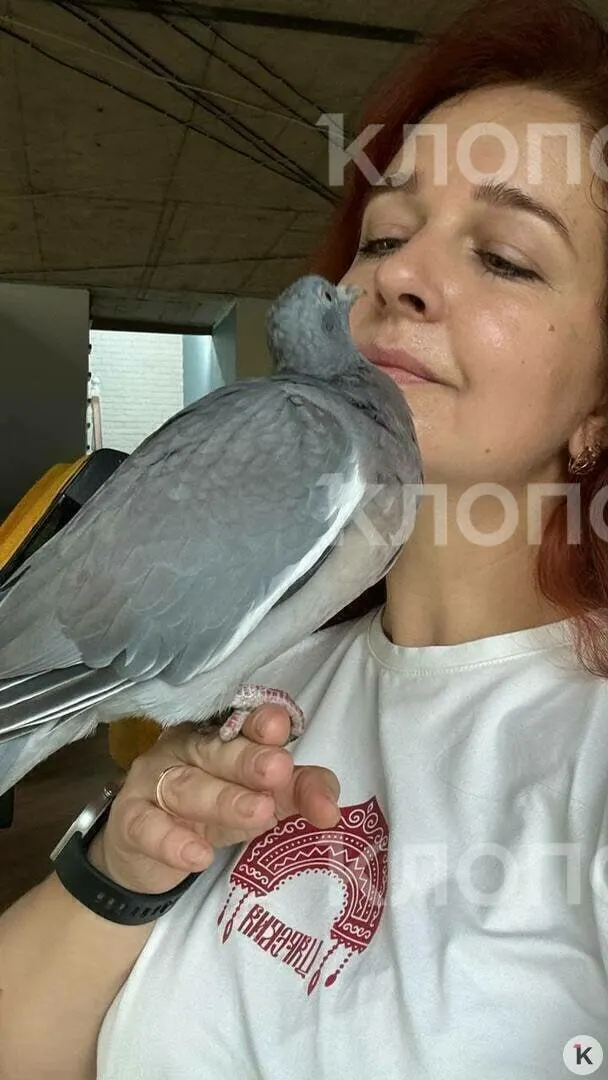Жительница Калининграда спасла и воспитала необычного птенца, который стал домашним и вернулся к хозяйке после серии приключений.